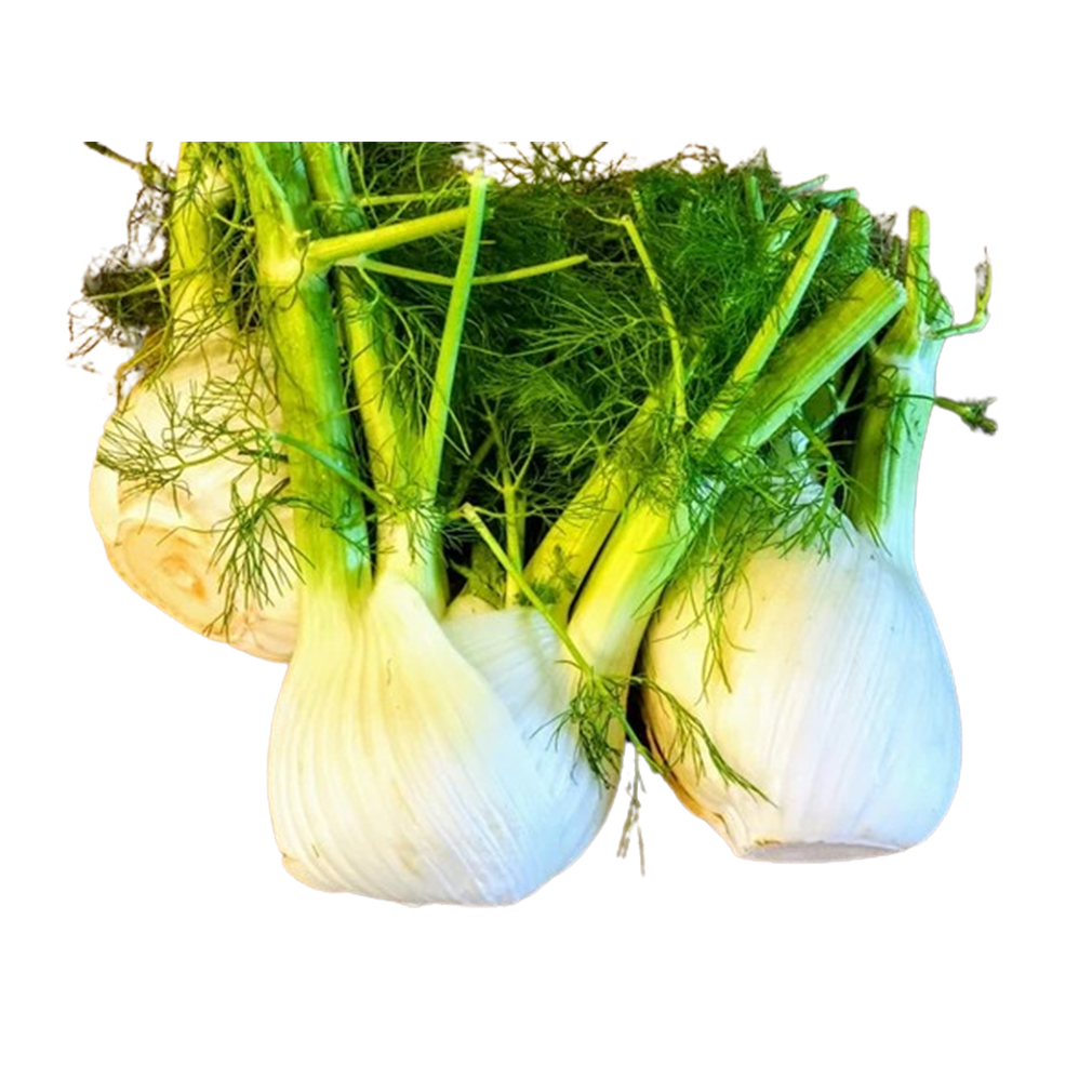 Fennel