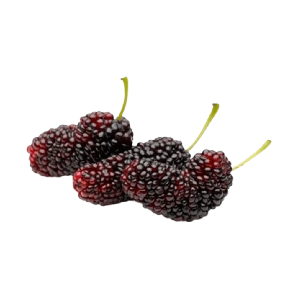 Mulberry